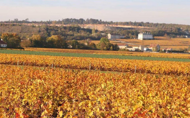 Panorámica de viñedos