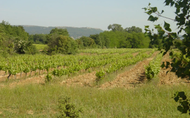 Vista de los viñedos