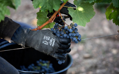 Detalle de la recogida