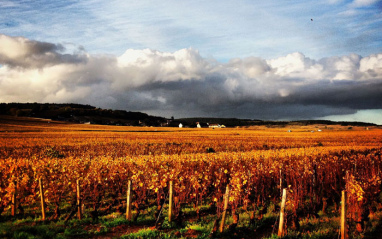 Viñedo en otoño