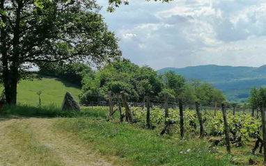 Vista del viñedo