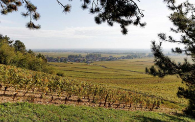 Panorámica del viñedo