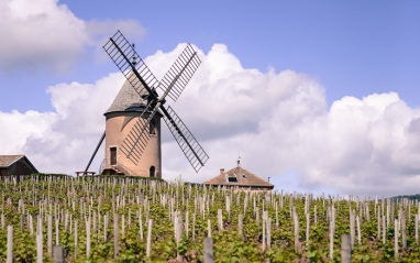 Viñedo de Moulin-à-Vent