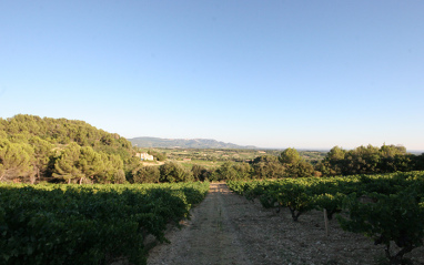 Panorámica de viñedos