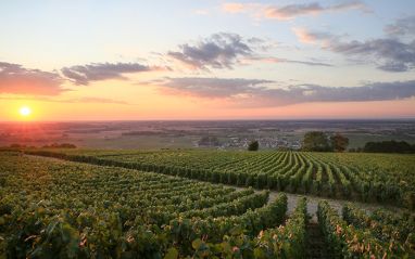 Atardecer en los viñedos