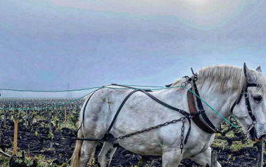 Laboreo del viñedo con caballo