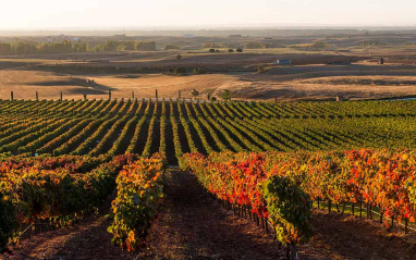 Viñedos en otoño