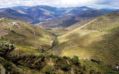 El entorno de la bodega