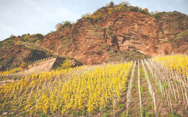 Otoño en el viñedo