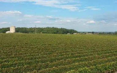 Vista general de los viñedos