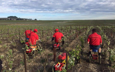 Cuidados del viñedo en invierno