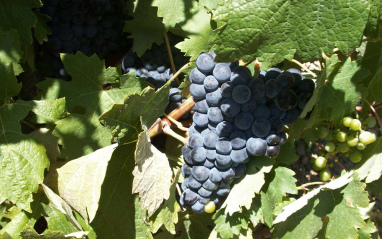 Detalle de las uvas