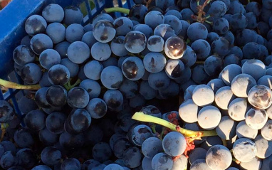 Uvas recién vendimiadas