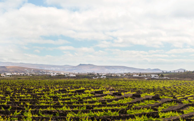 Bodega El Grifo