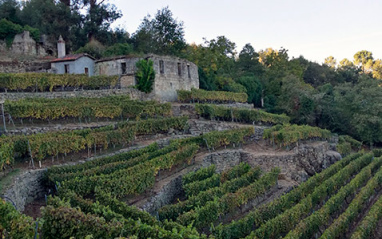 Vista del viñedo en ladera