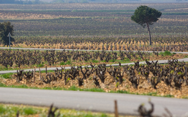 Vista general de los viñedos del sur del Ródano