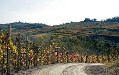 Viñedos en espaldera de Bodegas Fantinel.