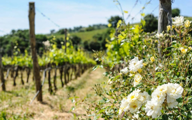 Viñedo con cubierta vegetal