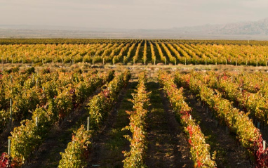 Viñas de Acordeón Estate