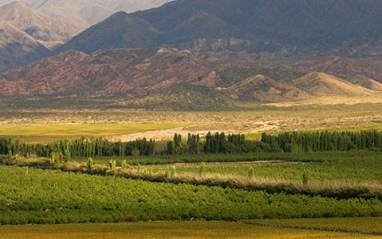 Viñedos en San Juan, Argentina