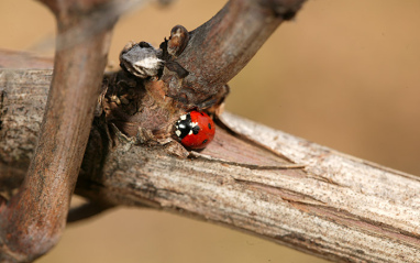 Detalle de la vid