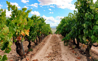 Caminos entre los viñedos