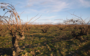 Viñas viejas de Morales de Toro