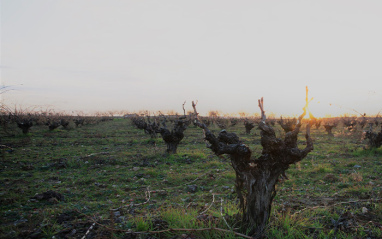 Viñedos de La Manga