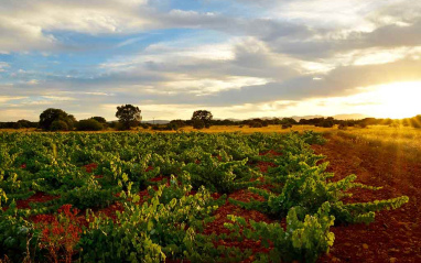 Viñedos en el Valle del Jamuz 