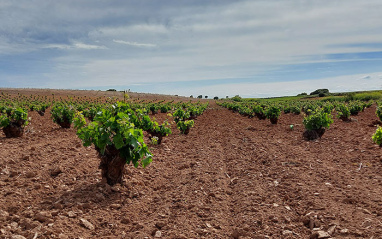 Panorámica del viñedo