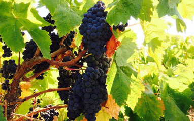 Detalle de los racimos de Carignan (Cariñena)