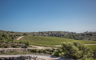 Vista general de los viñedos