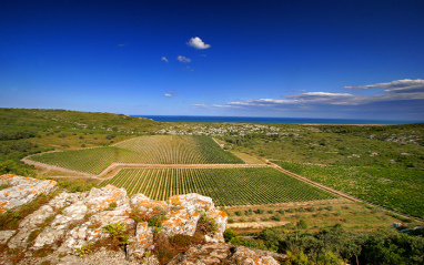 Vista general de los viñedos