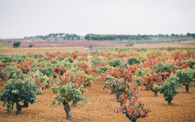 Viñedos en la Manchuela