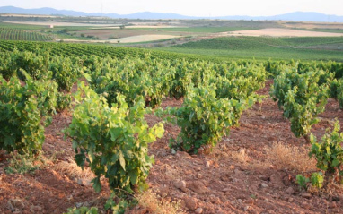 Viñedo en flor