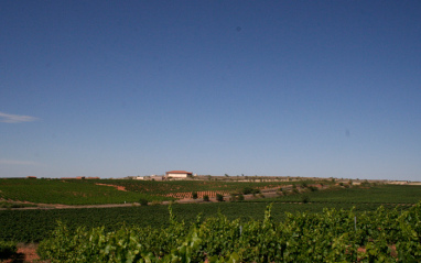 Panorámica de viñedo