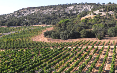 Viñas