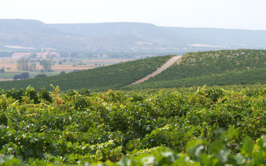 Panorámica de viñedos