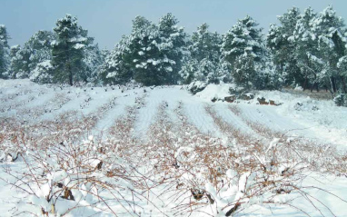 Viñedo nevado