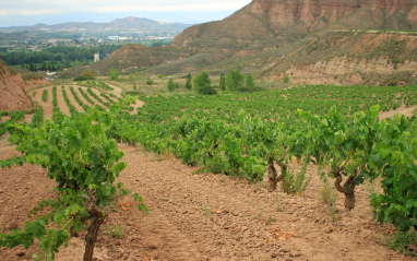 Viñedos situados en una ladera