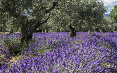 Campos de lavanda