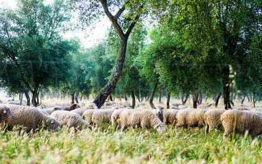Rebaño de ovejas pastando en la propiedad