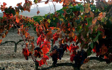 Otoño en uno de los viñedos de Peciña