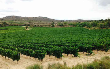 Parcela de Peciña en la Sonsierra