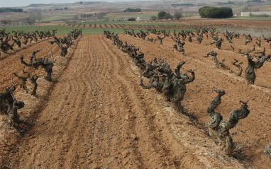 Viñedos viejos