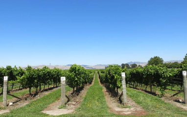 Terrenos colindantes a la bodega