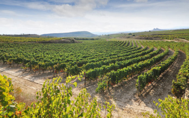 La firma cuenta con 90 hectáreas de viñedo