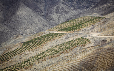 Viñedos en los Andes