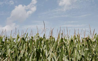 Plantación de centeno