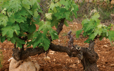 Viñedo en el Penedés